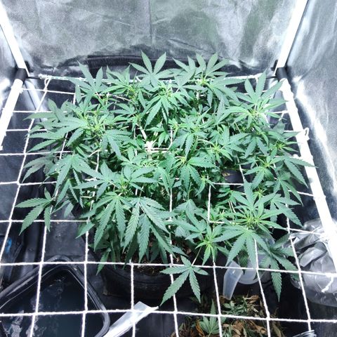 Amnésia Bubba growlog timeline photo