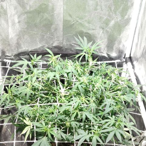 Amnésia Bubba growlog timeline photo