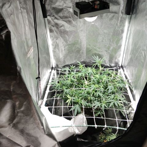 Amnésia Bubba growlog timeline photo