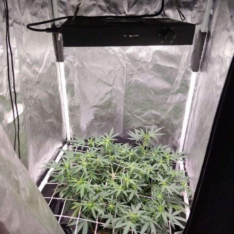Amnésia Bubba growlog timeline photo
