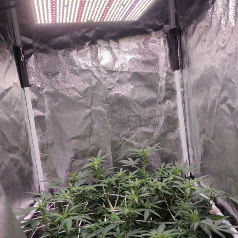 Amnésia Bubba growlog timeline photo