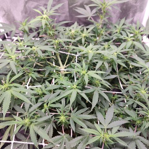 Amnésia Bubba growlog timeline photo