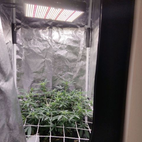 Amnésia Bubba growlog timeline photo