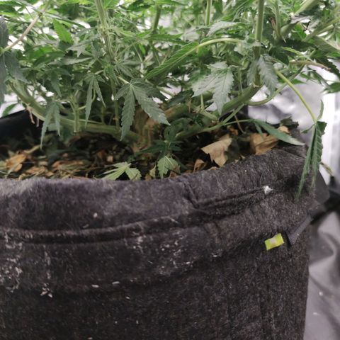 Amnésia Bubba growlog timeline photo