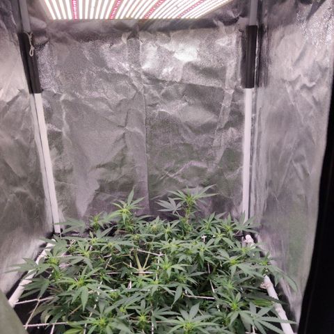 Amnésia Bubba growlog timeline photo