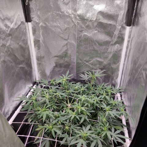 Amnésia Bubba growlog timeline photo