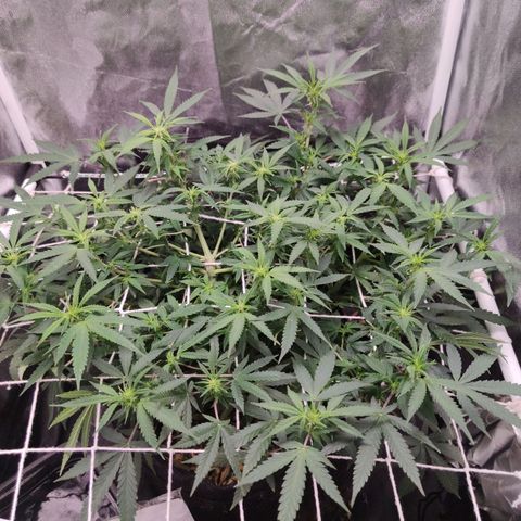 Amnésia Bubba growlog timeline photo