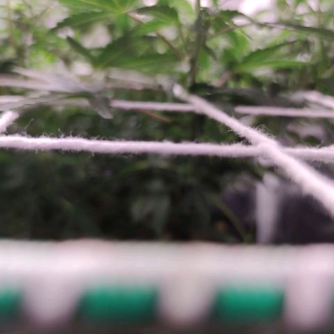 Amnésia Bubba growlog timeline photo