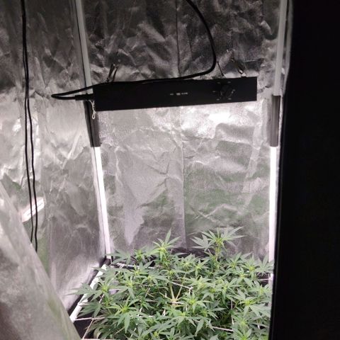 Amnésia Bubba growlog timeline photo