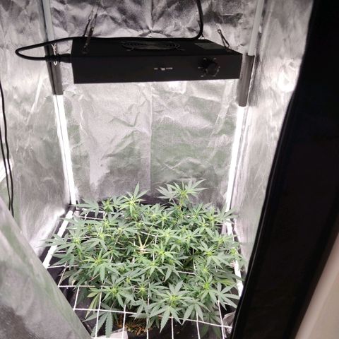 Amnésia Bubba growlog timeline photo