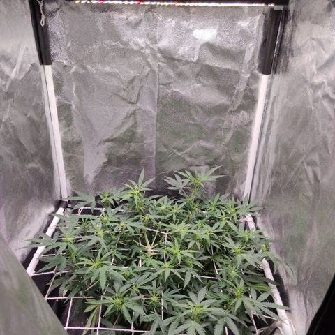 Amnésia Bubba growlog timeline photo