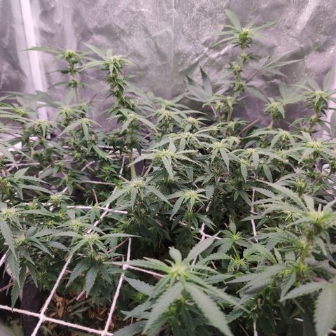 Amnésia Bubba growlog timeline photo