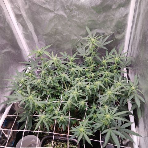 Amnésia Bubba growlog timeline photo