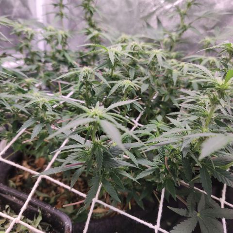 Amnésia Bubba growlog timeline photo