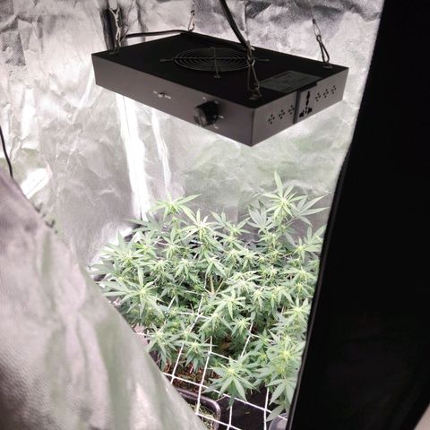 Amnésia Bubba growlog timeline photo