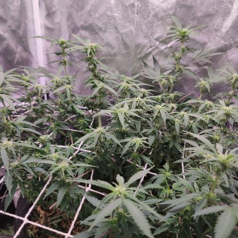 Amnésia Bubba growlog timeline photo