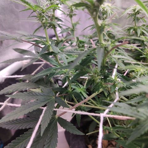 Amnésia Bubba growlog timeline photo