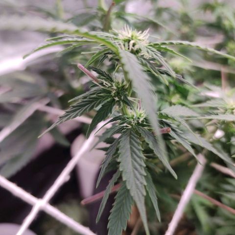 Amnésia Bubba growlog timeline photo