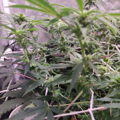 Amnésia Bubba growlog timeline photo