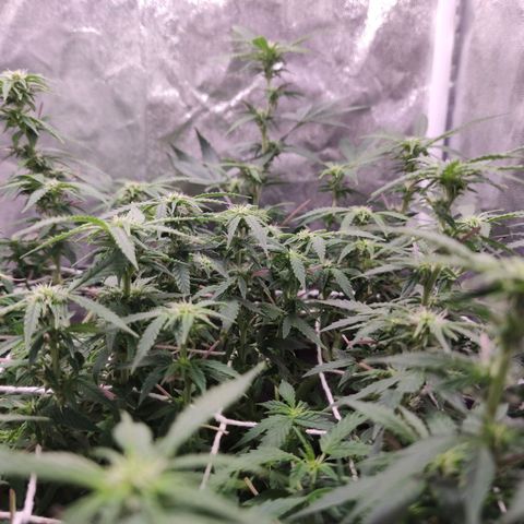 Amnésia Bubba growlog timeline photo