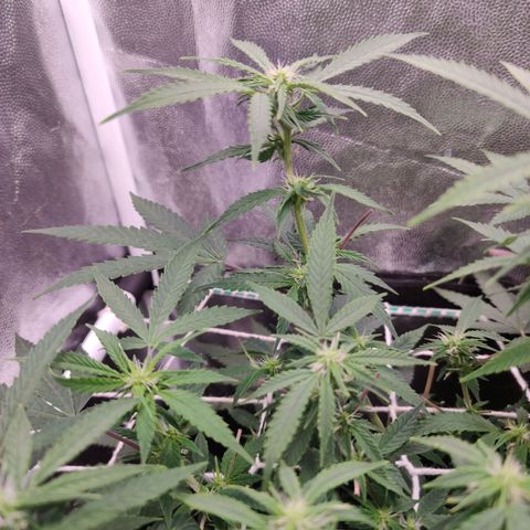 Amnésia Bubba growlog timeline photo