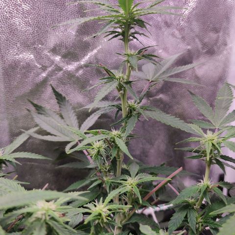 Amnésia Bubba growlog timeline photo