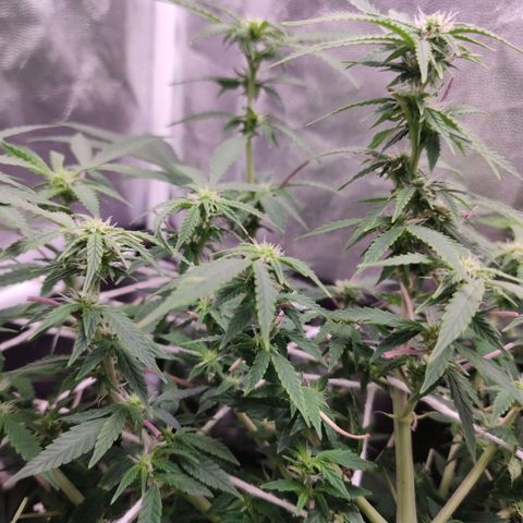 Amnésia Bubba growlog timeline photo