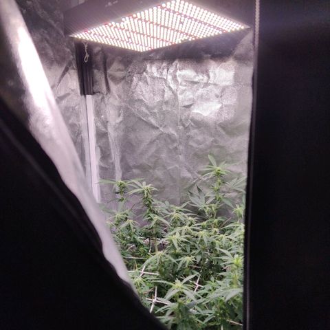 Amnésia Bubba growlog timeline photo