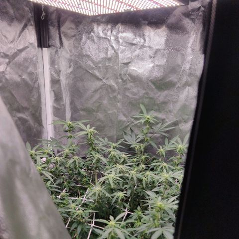 Amnésia Bubba growlog timeline photo