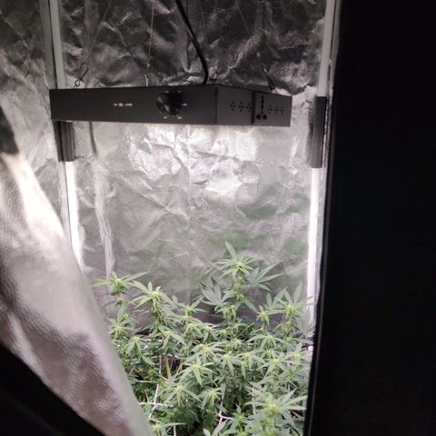 Amnésia Bubba growlog timeline photo