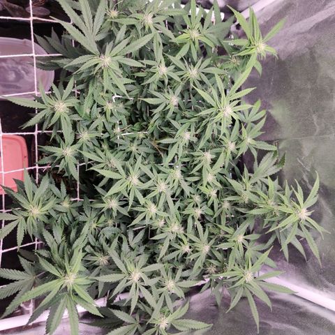 Amnésia Bubba growlog timeline photo
