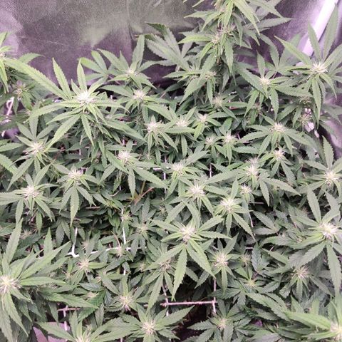 Amnésia Bubba growlog timeline photo