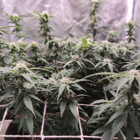 Amnésia Bubba growlog timeline photo