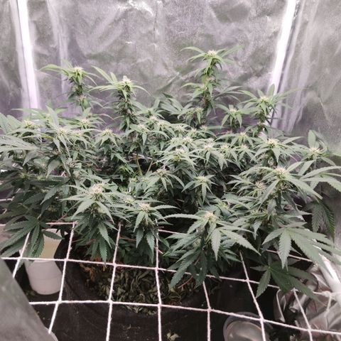 Amnésia Bubba growlog timeline photo