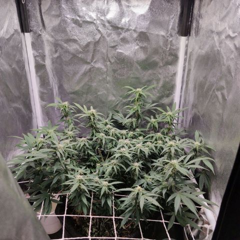 Amnésia Bubba growlog timeline photo