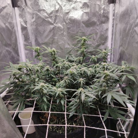 Amnésia Bubba growlog timeline photo