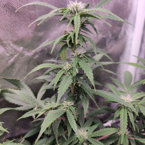 Amnésia Bubba growlog timeline photo