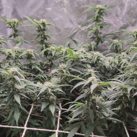Amnésia Bubba growlog timeline photo