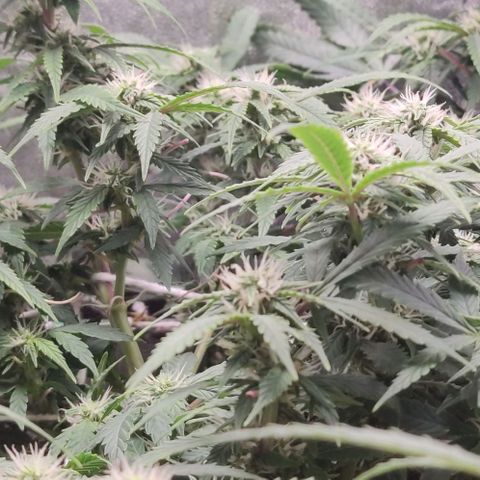 Amnésia Bubba growlog timeline photo