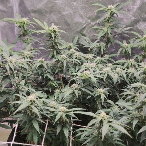 Amnésia Bubba growlog timeline photo