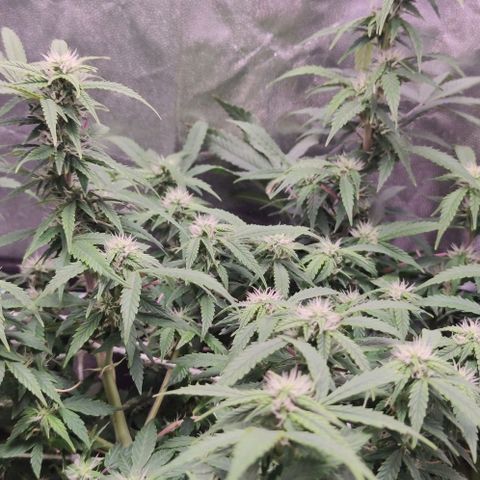 Amnésia Bubba growlog timeline photo