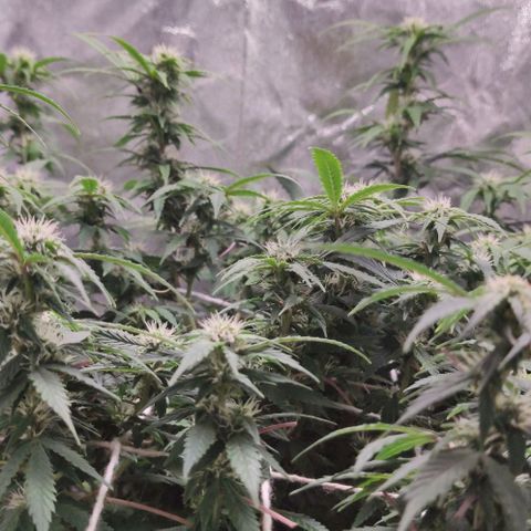 Amnésia Bubba growlog timeline photo