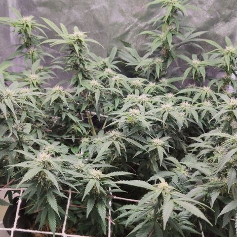 Amnésia Bubba growlog timeline photo