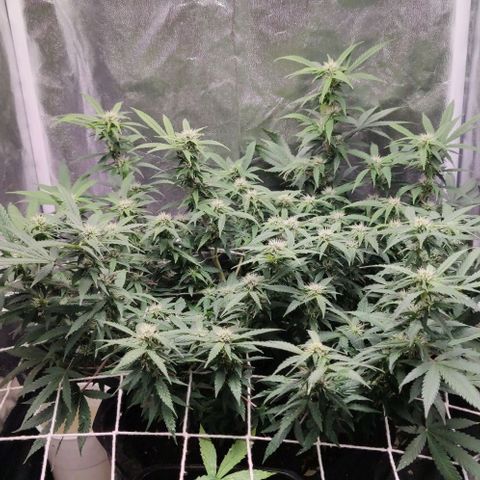 Amnésia Bubba growlog timeline photo