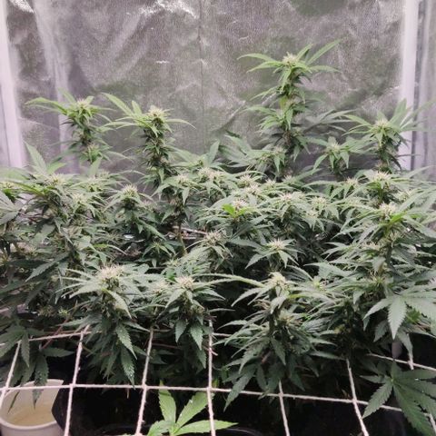Amnésia Bubba growlog timeline photo