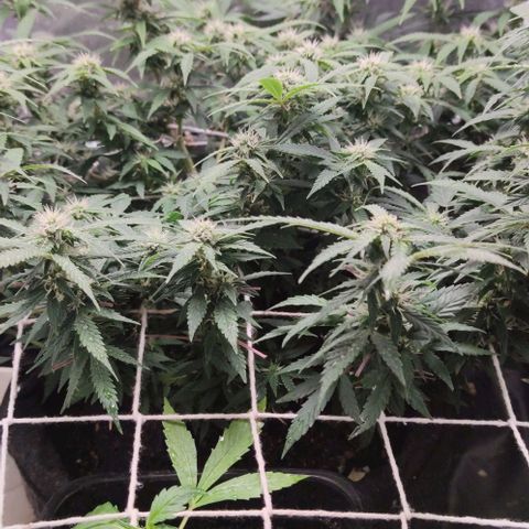 Amnésia Bubba growlog timeline photo