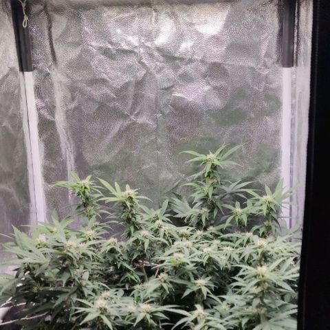 Amnésia Bubba growlog timeline photo