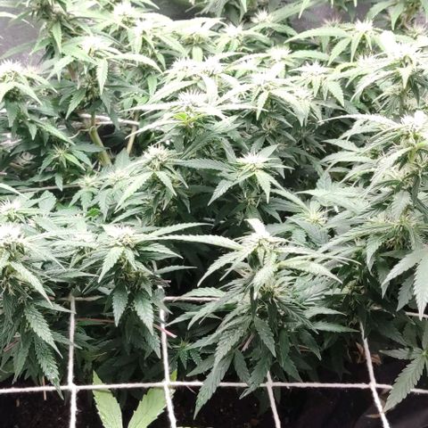 Amnésia Bubba growlog timeline photo