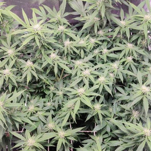 Amnésia Bubba growlog timeline photo