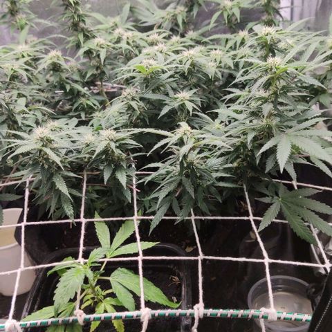 Amnésia Bubba growlog timeline photo